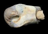 Partial Tyrannosaur Toe Bone - Javelina Formation, Texas #31532-1